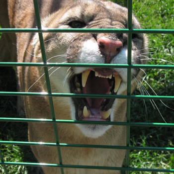 Exotic Animal Cage Green Enclosure